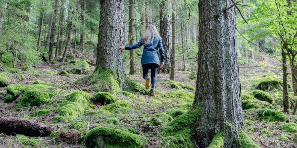 FWZ_Wald-1