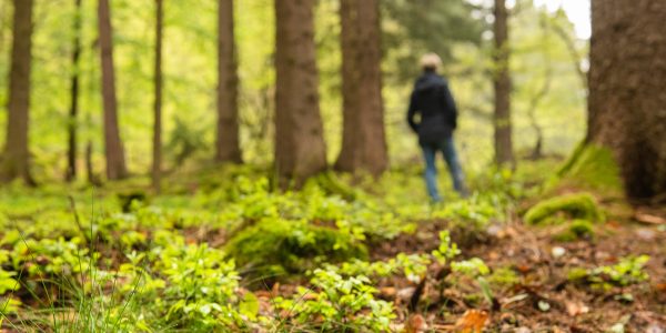 Wald Header-1